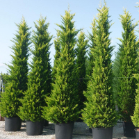 Кіпарисовик Лейланда Голд Райдер купить