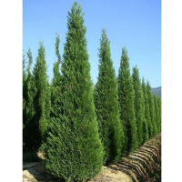 Кіпарисовик Лейланду Castlewelland Gold купить