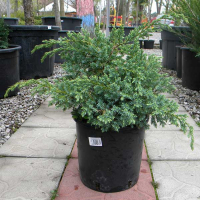 Ялівець Блю Свид купить