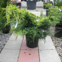 Ялівець середній Олд Голд купить