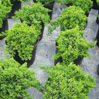 Ялівець лежачий Нана купить