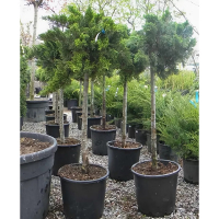 Можжевельник казацкий Тамарисцифолия на штамбе купить