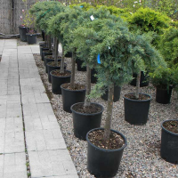 Можжевельник виргинский Грей Оул на штамбе купить