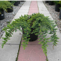 Ялівець лежачий Нана купить