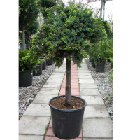 Можжевельник прибрежный Блю Пасифик купить