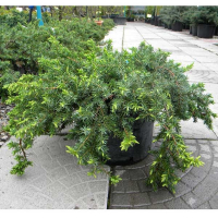 Ялівець прибережний Блю Пасифік купить