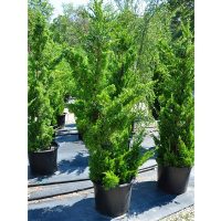 Можжевельник китайский Кайзука купить