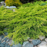 Ялівець Media Pfitzeriana Aurea купить