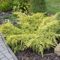 Можжевельник Пфитцериана Ауреа купить