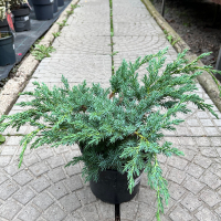 Можжевельник чешуйчатый Ханнеторп купить