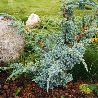 Можжевельник чешуйчатый Мейери купить