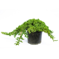 Ялівець лежачий Нана купить