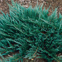 Ялівець горизонтальний Блю Чіп купить