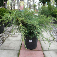 Можжевельник Пфитцериана купить