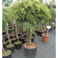 Ялівець середній Голд Кіст на штамбі купить