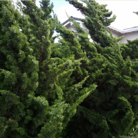 Ялівець китайський Kaizuka купить