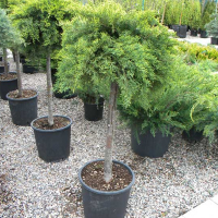 Ялівець середній Олд Голд купить