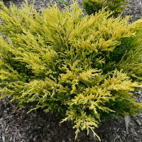 Можжевельник горизонтальный Лайм Глоу купить