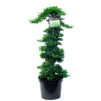 Можжевельник лежачий Нана купить