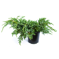 Ялівець лускатий Блю Карпет купить