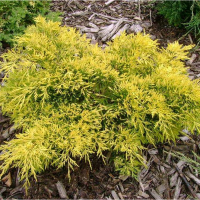 Ялівець віргінський Голден Спрінг купить