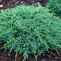 Можжевельник чешуйчатый Блю Карпет купить