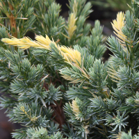 Можжевельник чешуйчатый Голден Флейм купить