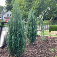 Можжевельник скальный Блю Эрроу купить