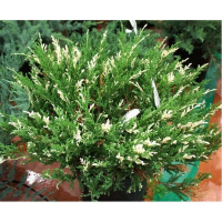 Можжевельник горизонтальный Андорра Вариегата купить