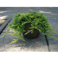 Ялівець горизонтальний Голден Карпет купить