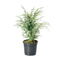 Можжевельник обыкновенный Хиберника купить