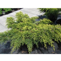 Ялівець середній Голд Стар купить