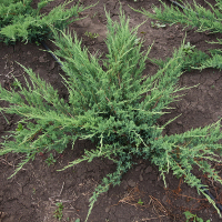 Ялівець середній Пфітцеріана Глаука купить