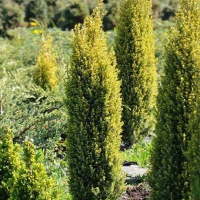 Можжевельник обыкновенный Голд Коин купить