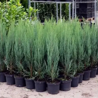 Ялівець Скельний Sky Rocket купить