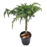 Можжевельник прибрежный шлягер MINI STANDARD купить