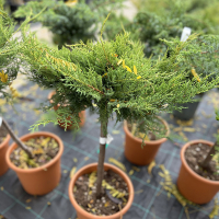 Ялівець Пфітцеріана Ауреа MINI STANDARD купить