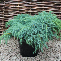 Ялівець лускатий Блю Карпет купить