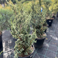 Ялівець лускатий Блю Компакт купить