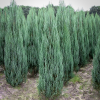 Ялівець скельний Блу Ароу купить