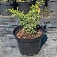 Можжевельник китайский Kaizuka Variegata купить