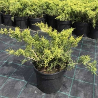 Можжевельник средний Олд Голд купить