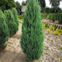 Ялівець Скельний Sky Rocket купить