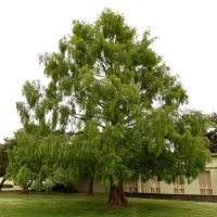 Метасеквойя глиптостробусовая купить