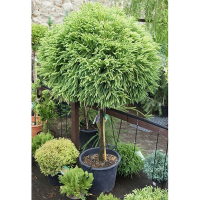 Криптомерия японская на штамбе купить