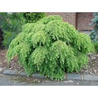 Тсуга канадская Джедделох купить