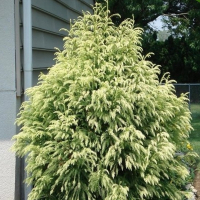 Криптомерия японская Секкан купить