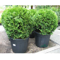 Туя западная Брабант купить