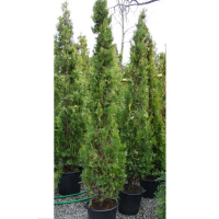 Туя восточная Пирамидалис Ауреа купить