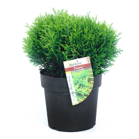 Туя западная Даника купить